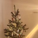 스테이 밤부 이미지