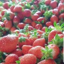 약선생약 이미지