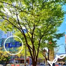 해운대백병원 사거리(백병원 앞) 이미지