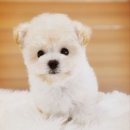 탬스켄넬 이미지