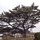 제주 수산리 곰솔 이미지