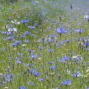 해맞이농장 이미지