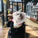 광주동물메디컬센터 이미지