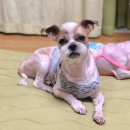 호텔스 컴도그 | 해운대 호텔스컴도그 솔직 후기/ 해운대 애견호텔, 애견미용
