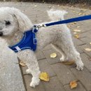 강아지산책 이미지