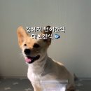 대한견식 이미지