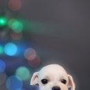 어쩔댕댕 이미지