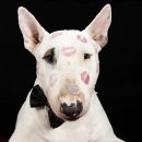 뽀뽀애견 이미지