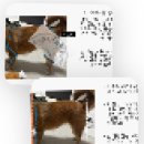 번화1로84번길R | [경기 하남] 리듬펫헬스케어 (솔직 후기, 예약, 주차, 하남 애견 마사지, 하남 반려동물 웰빙 케어)