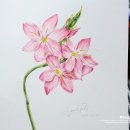 색연필 일러스트 & 보타니컬 아트 | 스테들러 카라트 수채색연필 우드케이스 - 보태니컬 도전기