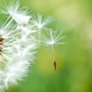 묘한향기 이미지