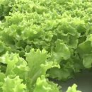 노암4리 이미지