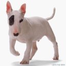 영바우농장 | 미니어쳐 불테리어 키워봤어요? 안키워봤음 말을 말어~