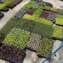 한일종묘농약사 이미지