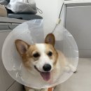 닥터팬더 동물병원 이미지