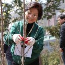 소망이 자라는 나무 서울신문