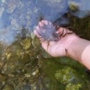 법률사무소 지율 | [수목원,캠핑장매매]보령의 옥천휴게소 부근 수목원, 캠핑장 매매