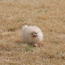 파주켄넬 | 포메라니안 분양 알아보신다면 비비드켄넬 갓불리켄넬 추천합니다