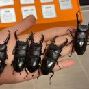 임실사슴농장 이미지