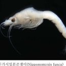 갑각류 - 연갑綱 - 곤쟁이目 - 곤쟁이科 - 매끈배다리동양곤쟁이 이미지