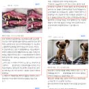 하나동물종합병원 | 동물병원광고 해도 매출이 오르지 않는 1가지 이유 <100개 업체 매출상승 경험 바탕 조언>