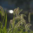 강아지풀 이미지