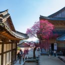 매화2길 이미지