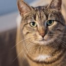 닥터캣 고양이병원 이미지