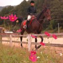 장수승마로 이미지