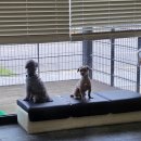 안녕, 상이 친구들! 이미지