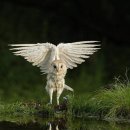 Barn Owl 이미지