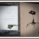 2011년 설날 선물셋트(장뇌삼 셋트) 이미지