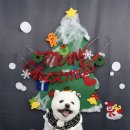 다원하개 이미지