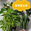 화원천내리마을관리사회적협동조합 | 대전화원협동조합 소속 뜰애봄농원 화분만난이야기
