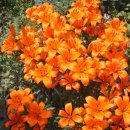 나리반점 이미지