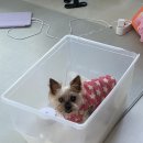 다대동물병원 이미지