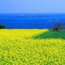 금성보건진료소 이미지