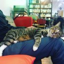 캣 미용실 이미지