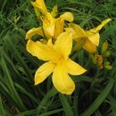 데이릴리(Daylily) 이미지