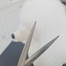 (단기)반려동물미용사(자격증) 네이버블로그