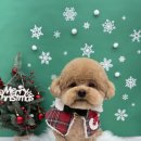 댕복한하루 이미지