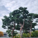 화성문고 Daum카페