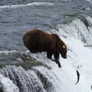 은하수공원1 | [카트마이] 카트마이 국립공원 DSLR로 찍은 동물 사진 총정리(극히 일부) / 곰 토끼 새 은하수