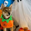 하이마이댕댕 이미지