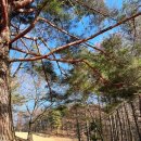 소나무 흑염소 목장 이미지