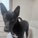 도그애견 | 울산 대형견 애견 카페 도그파우 후기 | 울산대형견호텔, 울산진돗개호텔