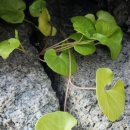 축산리 죽도산유원지(현수교건너) | 청송 주왕산과 영덕 블루로드