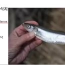 170 유럽빙어 European Smelt 이미지