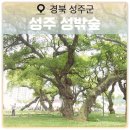 성주 특산물 먹거리 푸드테크 | 성주 성밖숲 여행에서 생명문화축제와 성주 참외 페스티벌