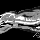 제주24시숨동물의료센터 이미지
